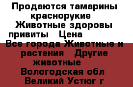 Продаются тамарины краснорукие . Животные здоровы привиты › Цена ­ 85 000 - Все города Животные и растения » Другие животные   . Вологодская обл.,Великий Устюг г.